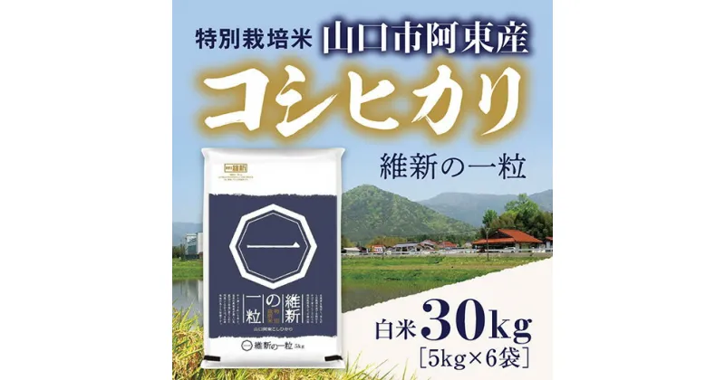 B062【ふるさと納税】維新の一粒5kg×6袋（白米）