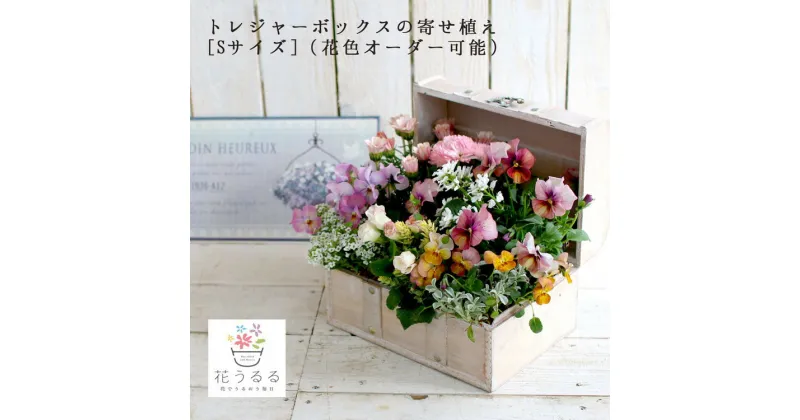 D015【ふるさと納税】花うるるのおまかせ寄せ植え「トレジャーBOX」Sサイズ～季節の花をアレンジ