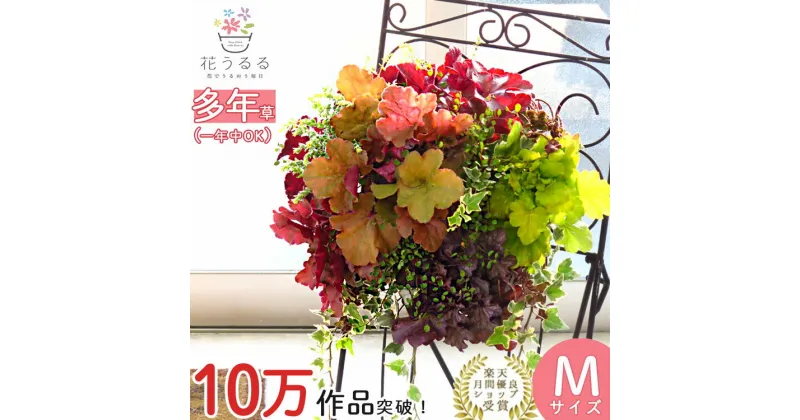 C052【ふるさと納税】宿根草「ヒューケラの花うるるハンギング寄せ植え」Mサイズ