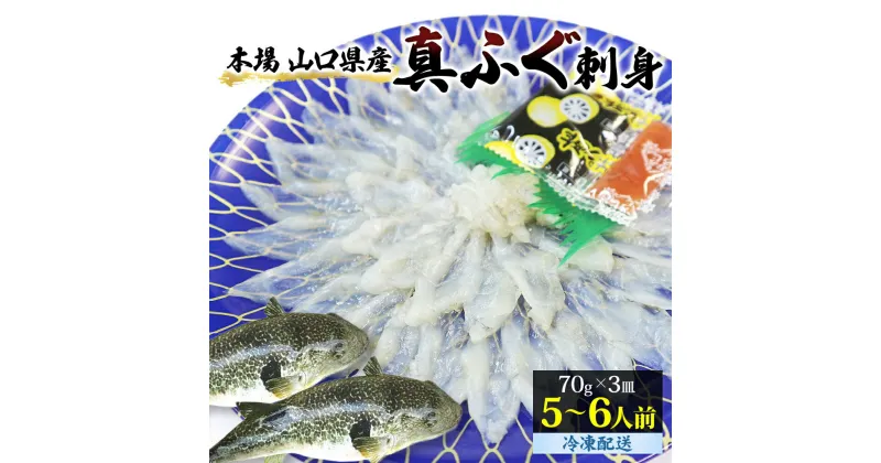 【ふるさと納税】山口県産 真ふぐ 刺身 210g (70g×3皿)　魚貝類・フグ・ふぐ・魚介類　お届け：2023年3月下旬より配送