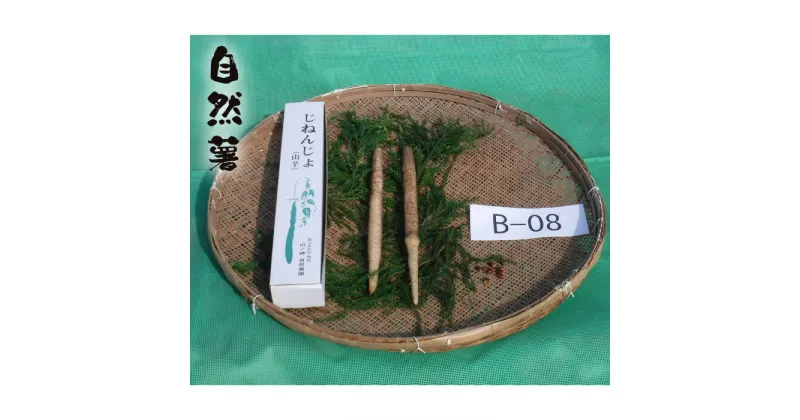 【ふるさと納税】No.173 自然薯　B-08 ／ 野菜 山芋 じねんじょ とろろ 送料無料 山口県