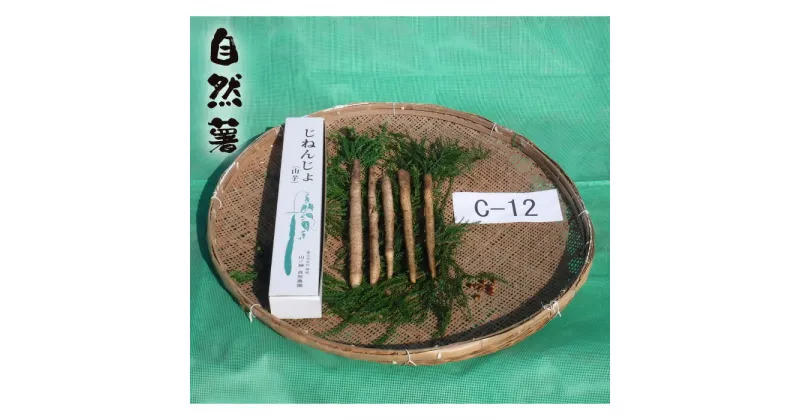 【ふるさと納税】No.175 自然薯　C-12 ／ 野菜 山芋 じねんじょ とろろ 送料無料 山口県