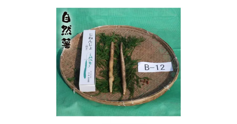 【ふるさと納税】No.176 自然薯　B-12 ／ 野菜 山芋 じねんじょ とろろ 送料無料 山口県