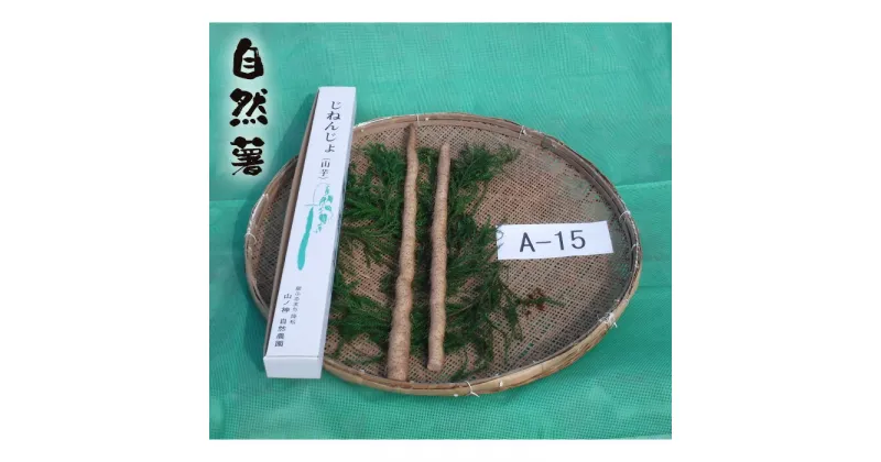 【ふるさと納税】No.177 自然薯　A-15 ／ 野菜 山芋 じねんじょ とろろ 送料無料 山口県