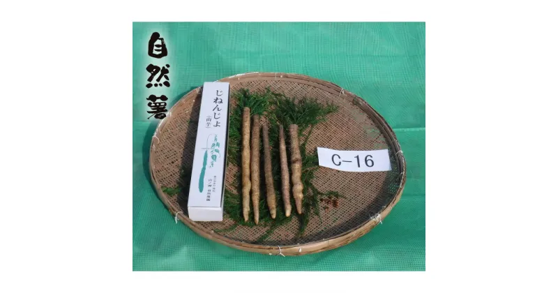 【ふるさと納税】No.178 自然薯　C-16 ／ 野菜 山芋 じねんじょ とろろ 送料無料 山口県