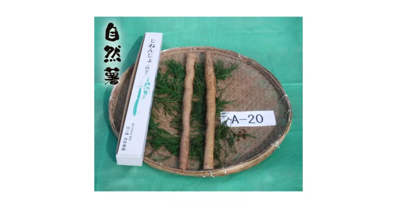 【ふるさと納税】No.179 自然薯　A-20 ／ 野菜 山芋 じねんじょ とろろ 送料無料 山口県