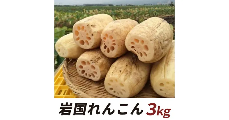 【ふるさと納税】 レビューキャンペーン実施中 岩国れんこん（3kg）【山口県農業協同組合】