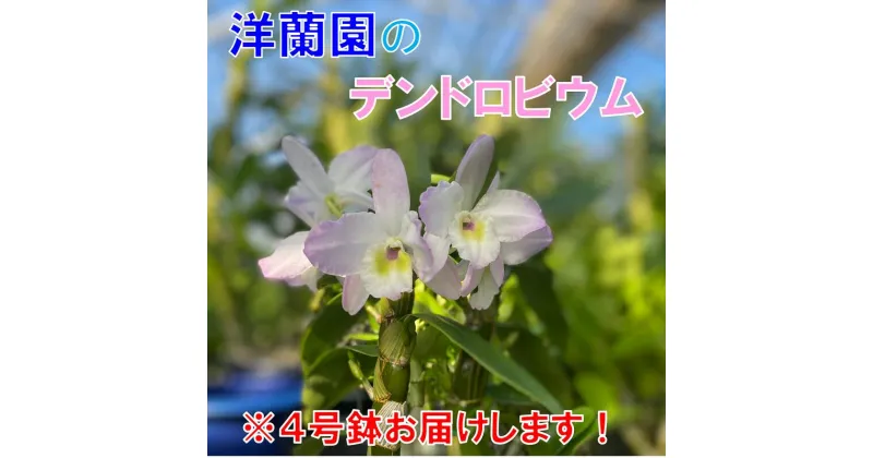 【ふるさと納税】お花 フラワー 花 デンドロビウム 洋蘭園 4号鉢 お届け便 山口県 贈り物 ギフト イベント(1020)