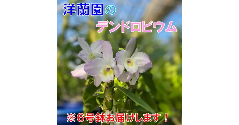 【ふるさと納税】お花 フラワー 花 デンドロビウム 洋蘭園 6号鉢 お届け便 山口県 贈り物 ギフト(1261)