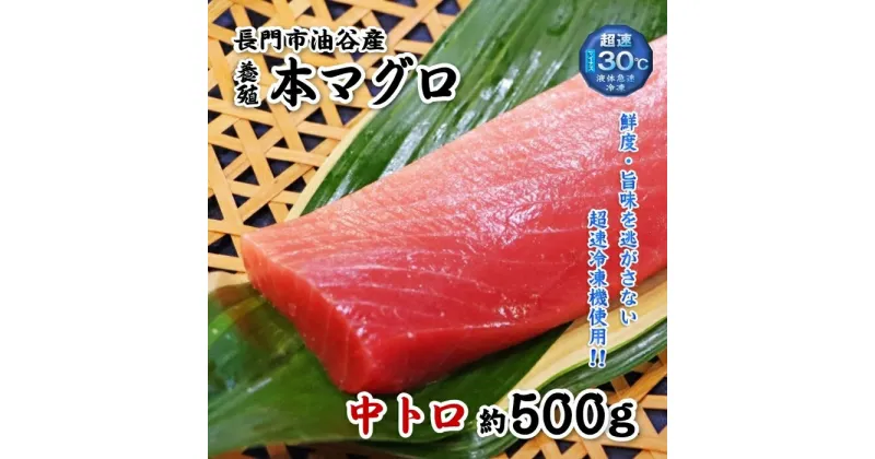 【ふるさと納税】油谷産養殖本マグロ　中トロ柵 500g(1274)