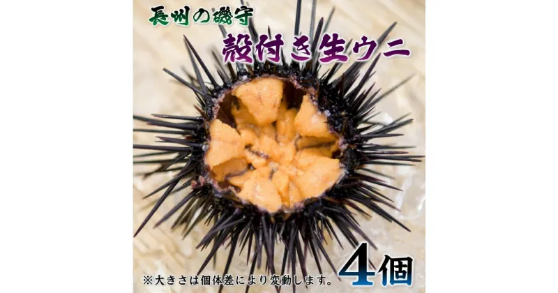 【ふるさと納税】殻付きウニ 4個 生うに 雲丹 長門市 ムラサキウニ (10043)