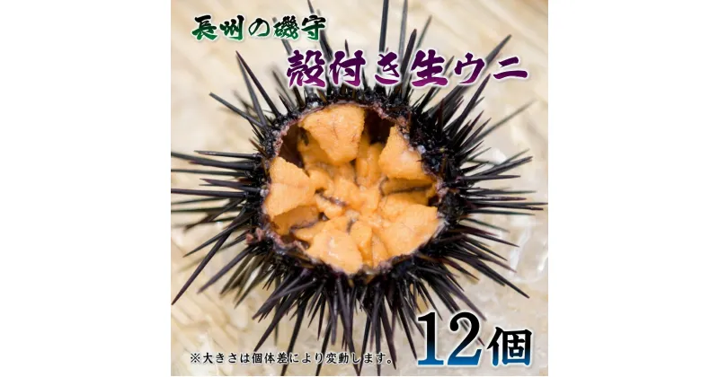 【ふるさと納税】殻付きウニ 12個 生うに 雲丹 長門市 ムラサキウニ (1364)