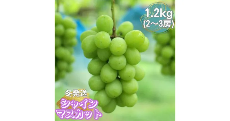 【ふるさと納税】山口県産　冬のシャインマスカット1.2Kg（2～3房） | フルーツ 果物 くだもの 食品 人気 おすすめ 送料無料