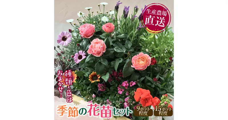 【ふるさと納税】 【数量限定　寄附額改定！】 生産農場直送！季節の花苗セット 花苗 苗 セット 寄せ植え 花壇 ガーデニング F6L-415var