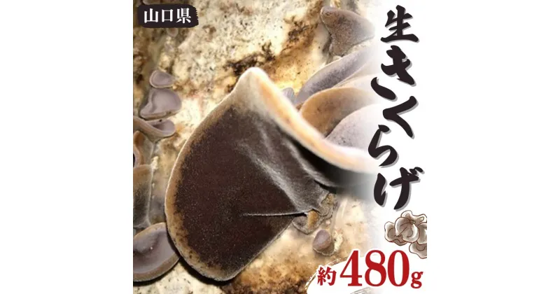 【ふるさと納税】生きくらげ 約480g きくらげ キクラゲ 木耳 料理 ご当地 グルメ 食品F6L-656