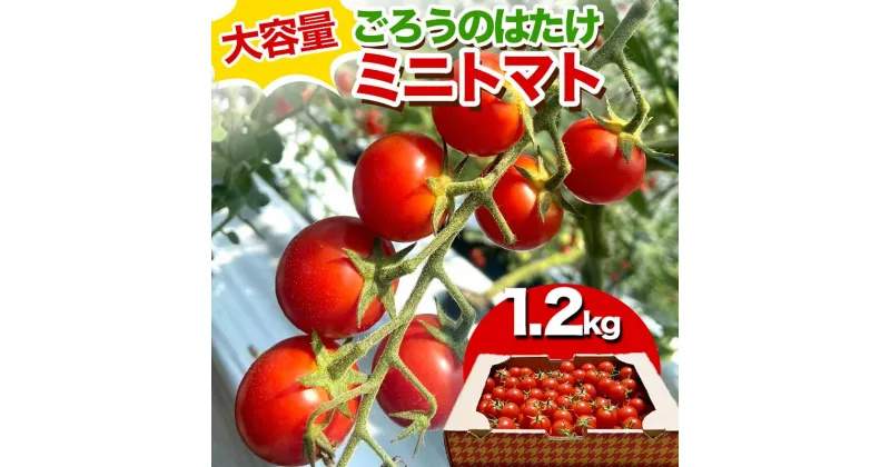 【ふるさと納税】大容量 ごろうのはたけ ミニトマト 1.2kg 高糖度 濃厚 トマト サラダ 山陽小野田 F6L-644