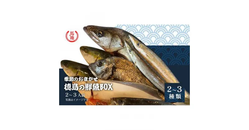 【ふるさと納税】その日のセリの一番魚お届けBOX　2～3人前（下処理済み） | 生魚 鮮魚 新鮮 産地直送 海鮮 魚介類 刺身 煮魚 焼き魚 徳島 人気 おすすめ 送料無料