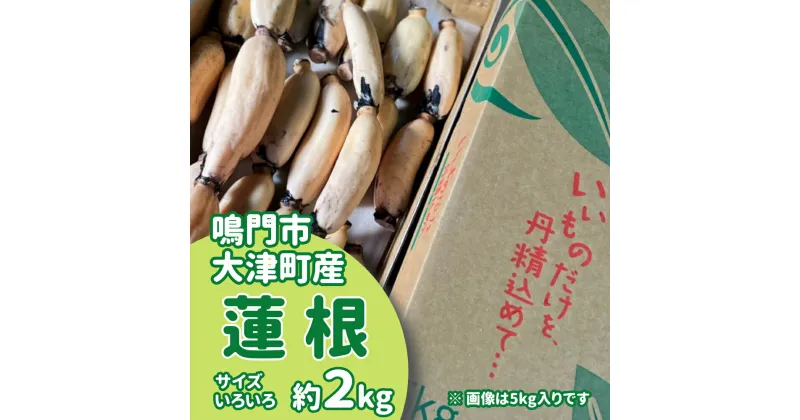 【ふるさと納税】【訳あり】鳴門市大津町産 蓮根（不揃い） 約2kg【数量限定】｜シャキシャキ 柔らか もちもち 天ぷら きんぴら もち