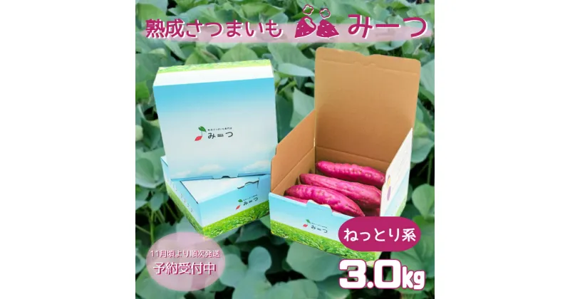 【ふるさと納税】 熟成さつまいも みーつ 3.0kg（ ねっとり系 ） 【 予約受付中・2024年11月頃より順次発送 】 ｜ 紅はるか べにはるか 甘い ねっとり 熟成 国産 産地直送 スイーツ おやつ 焼き芋 焼芋 焼きいも スイートポテト 天ぷら 干し芋 ギフト お土産 おみやげ