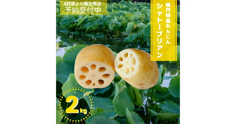 【ふるさと納税】【 予約受付中・2024年9月頃より順次発送 】 鳴門特産れんこん 「シャトーブリアン」 詰め合わせ 約2kg ｜シャキシャキ 柔らか 貴重部位 産地消滅 応援 蓮根 レンコン