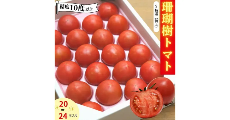 【ふるさと納税】 【2025年先行予約】 フルーツ トマト 1kg Sサイズ 20個 – 24個 糖度 10以上 冷蔵 珊瑚樹 野菜 ギフト プレゼント 贈答 ※2025年春発送＜3月中旬〜5月末発送＞