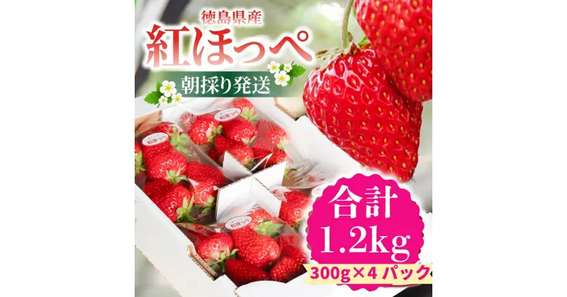 【ふるさと納税】 【先行予約】 【2025年1月以降順次発送】 いちご 紅ほっぺ 約1.2kg (約300g×4パック) 冷蔵 国産 徳島県 朝どれ 1kg 以上 甘い 大粒 苺 徳島県産 徳島 小松島 期間限定 数量限定 産地直送 フレッシュ イチゴ フルーツ 果物 ふるさと人気 人気いちご