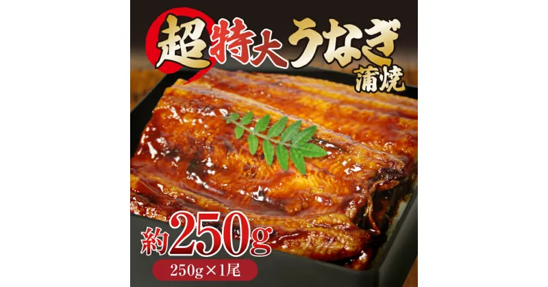 【ふるさと納税】 うなぎ 蒲焼き ( 特大 250g×1尾 ) ご飯にかける専用タレ付き！ 冷凍 | 夏 スタミナ うな重 うな丼 タレ 鰻 ウナギ うなぎ うなぎの蒲焼 タレたっぷり ひつまぶし 人気 特大