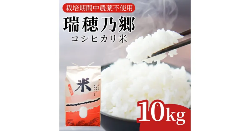 【ふるさと納税】 【2週間発送】 米 コシヒカリ 10kg 令和5年産 瑞穂乃郷コシヒカリ米 栽培期間中農薬不使用 徳島県 小松島 白米 ふるさと納税 精米 白米 おいしい こめ おこめ ごはん 国産 ランキング 人気 おにぎり 卵かけご飯 ふりかけ ご飯 海苔 鮭 おにぎり 朝ご飯