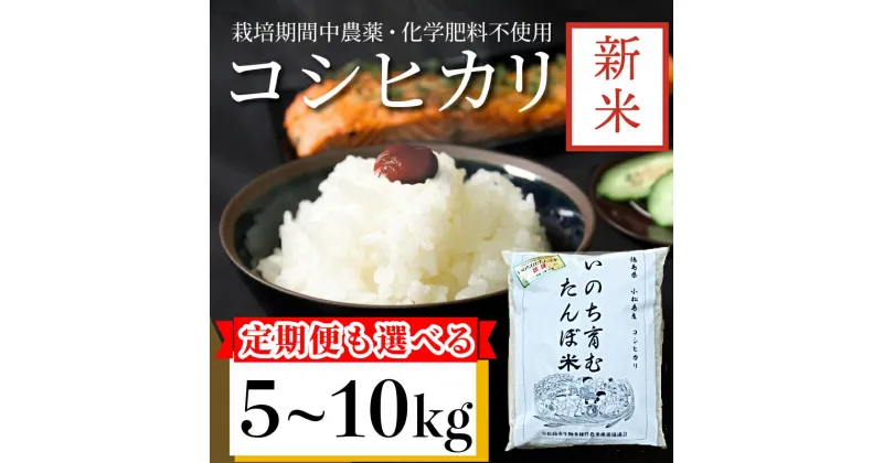 【ふるさと納税】 新米 白米 コシヒカリ 5kg 10kg 15kg 30kg 60kg 栽培期間中無農薬 | 単品 定期便 3回 6回 | 四国 徳島 小松島 | 令和6年産 米 精米したて おいしい kome お米 こめ おこめ こしひかり 白米 精米 国産 ごはん 【北海道・東北・沖縄・離島への発送不可】