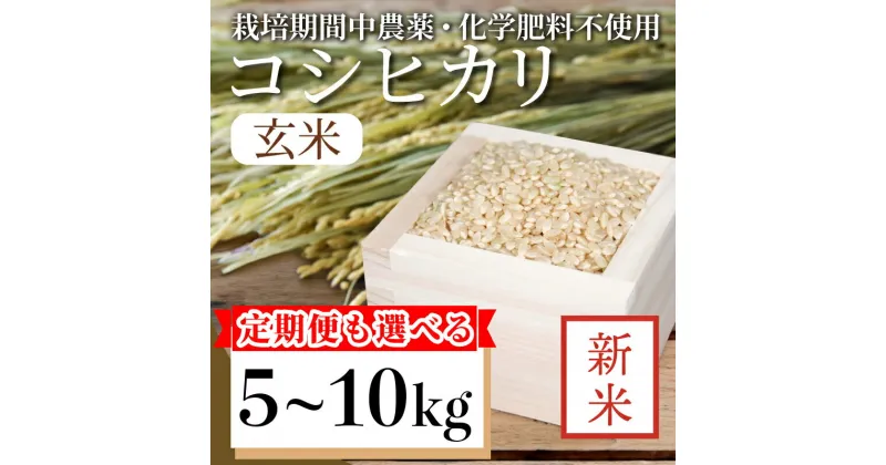 【ふるさと納税】 新米 玄米 コシヒカリ 5kg 10kg 15kg 30kg 60kg 栽培期間中無農薬 | 単品 定期便 3回 6回 | 四国 徳島 小松島 | 令和6年産 おいしい お米 米 こめ おこめ 国産 ごはん ご飯 ゴハン 人気 おすすめ TKG 卵かけご飯 おにぎり おむすび いのち育む田んぼ米