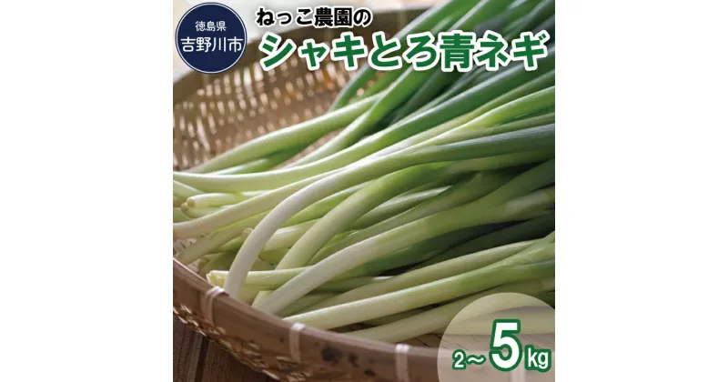 【ふるさと納税】 ねぎ ネギ 青ネギ 選べる 2kg 4kg 5kg 野菜 薬味 味噌汁 鍋 炒め物 煮物 焼き鳥 弁当 惣菜 おかず 健康 新鮮 国産 送料無料 吉野川市 徳島県