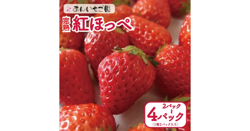 【ふるさと納税】 いちご 紅ほっぺ 2パック 4パック ( 2025年 1月 以降 発送予定 ) 期間限定 人気 果物 フルーツ 新鮮 旬 冬 春 ケーキ ショートケーキ デザート ギフト 贈り物 贈答 イチゴ 苺 ストロベリー 徳島県 吉野川市 あんいちご園