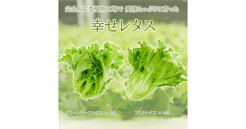 【ふるさと納税】 野菜 レタス 栽培期間中農薬不使用 詰め合わせ セット 計7個 幸せレタス フリルレタス 4個 グリーンリーフ 3個 水耕栽培 LED 栽培 低菌 野菜 丸ごと ベジタブル 副菜 常備菜 サラダ ヴィーガン ヘルシー