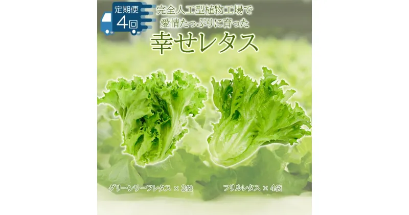 【ふるさと納税】 野菜 レタス 定期便 4回 詰め合わせ 栽培期間中農薬不使用 セット 計7個 幸せレタス フリルレタス グリーンリーフ 水耕栽培 LED 栽培 低菌 野菜 丸ごと ベジタブル 副菜 常備菜 サラダ ヴィーガン ヘルシー お楽しみ