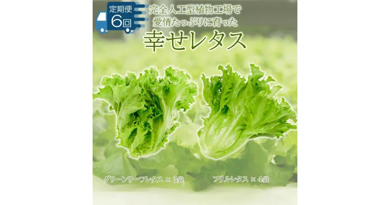 【ふるさと納税】 野菜 レタス 定期便 6回 栽培期間中農薬不使用 詰め合わせ セット 計7個 幸せレタス フリルレタス グリーンリーフ 水耕栽培 LED 栽培 低菌 野菜 丸ごと ベジタブル 副菜 常備菜 サラダ ヴィーガン ヘルシー お楽しみ