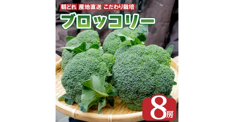 【ふるさと納税】 先行予約 ブロッコリー 8本 2kg以上 野菜 やさい 国産 朝採れ 新鮮 旬 季節野菜 産地直送 鮮度抜群 サラダ スープ 味噌汁 鍋 シチュー カレー 和食 洋食 中華 ビタミン 美容 健康 冷蔵 お取り寄せ グルメ 送料無料 徳島県 阿波市 AWA Nature