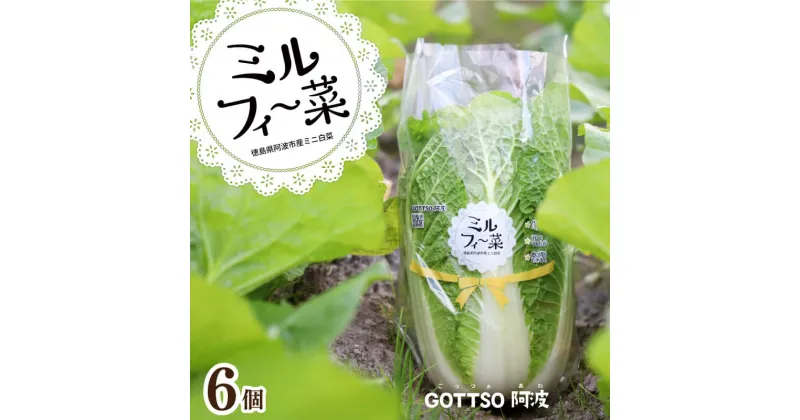 【ふるさと納税】 野菜 白菜 ミニ白菜 6個 ミルフィ～菜 小分け 鍋 餃子 キムチ 漬物 冬野菜 阿波市 徳島県 先行予約