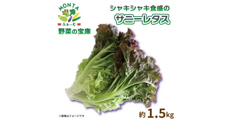 【ふるさと納税】 野菜 サニーレタス 約 1.5kg 朝どれ 産地直送 先行予約 サラダ サンドイッチ 徳島県 阿波市