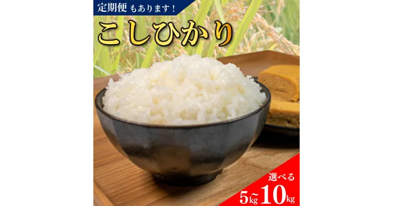 【ふるさと納税】 コシヒカリ 無洗米 5kg 10kg 定期便 令和6年産 米 こめ ご飯 ごはん おにぎり 白米 精米 新米 無洗米 卵かけご飯 食品 備蓄 備蓄米 保存 防災 ギフト 贈答 プレゼント お取り寄せ グルメ 送料無料 徳島県 阿波市 須見商店