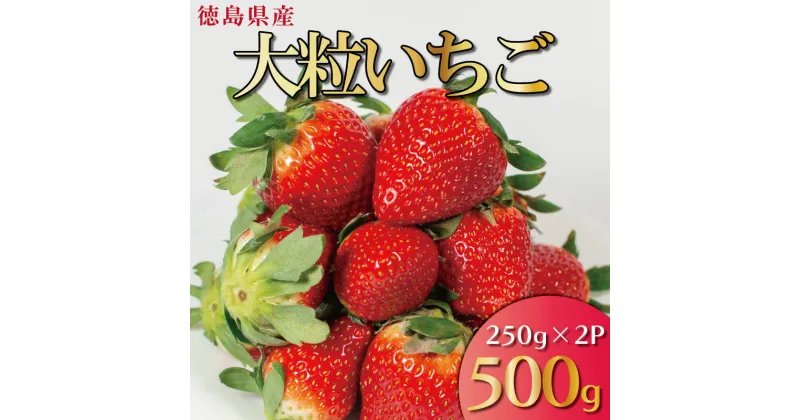 【ふるさと納税】 先行予約 いちご 500g 2 品種 250g 各 1パック スターナイト 天使のいちご 紅ほっぺ やよい姫 苺 ストロベリー 新鮮 果物 フルーツ デザート スイーツ おやつ 洋菓子 ケーキ ゼリー ジュース ジャム アイス ギフト プレゼント 阿波市 徳島県 はに農園