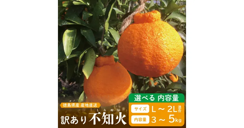 【ふるさと納税】 先行予約 訳あり 果物 しらぬい 3kg 5kg Lサイズ ～ 2Lサイズ 混合 令和 7年産 1箱 不知火 柑橘 阿波市産