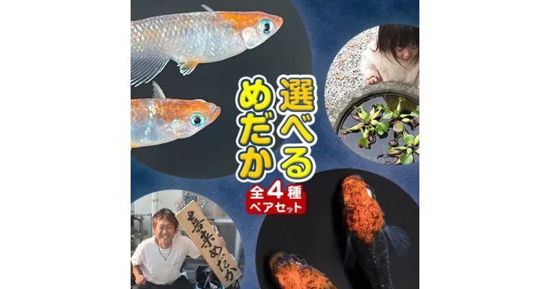 【ふるさと納税】選べるめだか ペアセット 全4種 (紅翠玉 紫青 月弓X 煌Part1) 喜来めだか【配送不可地域あり】《30日以内に出荷予定(土日祝除く)》徳島県 美馬市 めだか 生き物 旧喜来小学校 改良めだか専門店 鑑賞用