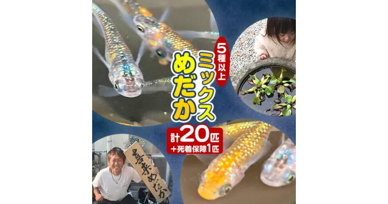 【ふるさと納税】ミックス めだか 5種以上 計20匹 + 死着保障 1匹喜来めだか《30日以内に出荷予定(土日祝除く)》【配送不可地域あり】徳島県 美馬市 めだか 生き物 旧喜来小学校 改良めだか専門店 鑑賞用 ミックス