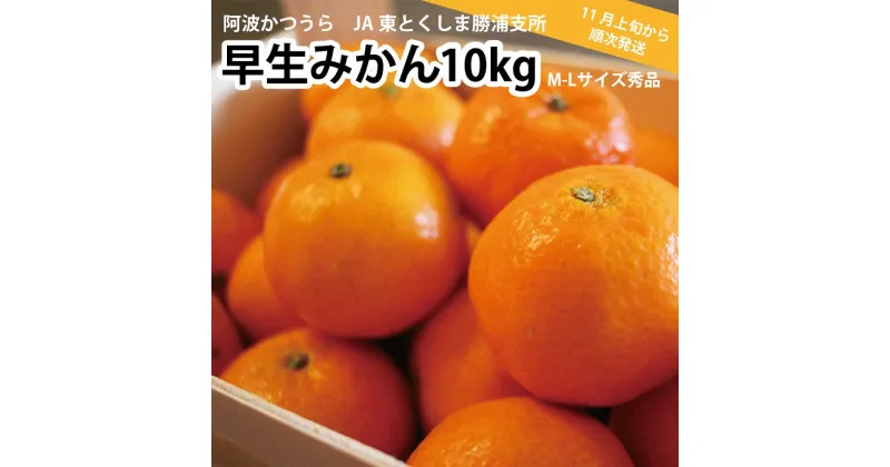 【ふるさと納税】 JA東とくしま 勝浦早生みかん 10kg M-Lサイズ 秀品