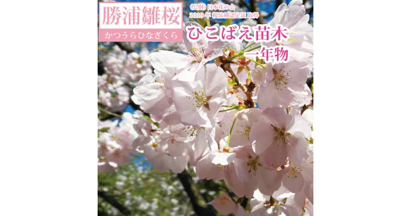 【ふるさと納税】勝浦ひな桜 苗木 1本