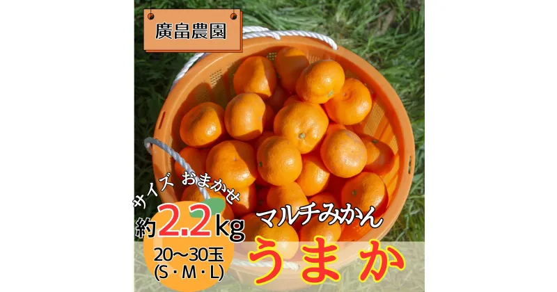 【ふるさと納税】丹精込めて育てました！マルチみかん「うまか」　※11月中旬頃から発送　※離島不可[みかん ミカン 蜜柑 早生 柑橘 佐那河内 徳島県 箱入り 化粧箱 S M L フルーツ 果物 くだもの 贈答 進物]