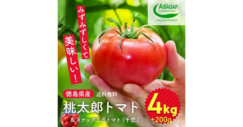 【ふるさと納税】009-101 桃太郎トマト 4kg スナックミニトマト千恋 200g ※2024年11月中旬～2025年6月上旬頃に順次発送予定 ※離島への配送不可