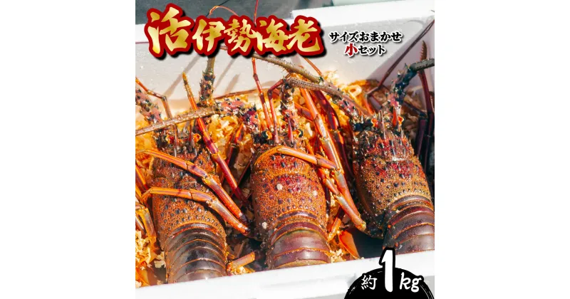 【ふるさと納税】 期間限定 大容量 伊勢海老 贅沢 約1kg サイズおまかせ 伊勢えび いせえび イセエビ 海老 えび エビ 海鮮