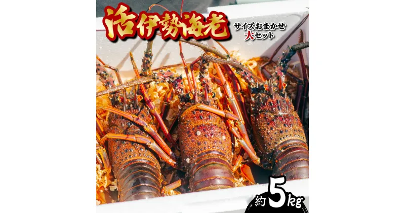 【ふるさと納税】 期間限定 大容量 伊勢海老 贅沢 約5kg サイズおまかせ 伊勢えび いせえび イセエビ 海老 えび エビ 海鮮