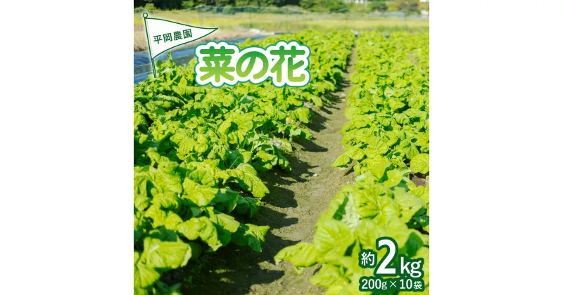 【ふるさと納税】先行予約 平岡農園の海陽町産菜の花 約2kgセット(200g×10袋)【2025年1月中旬以降発送】